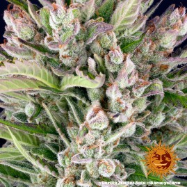 Gorilla Zkittles Auto