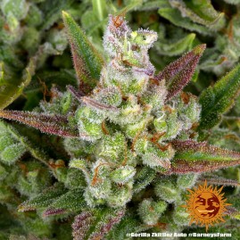 Gorilla Zkittles Auto