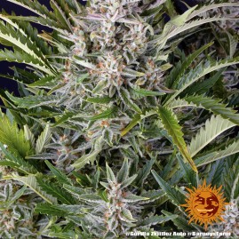 Gorilla Zkittles Auto