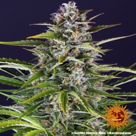 Gorilla Zkittles Auto