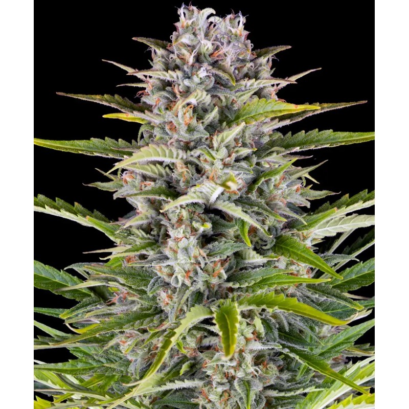 Gorilla Zkittles Auto Gorilla Zkittles Auto
