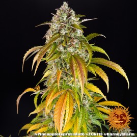 Pineapple Express Auto