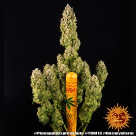 Pineapple Express Auto