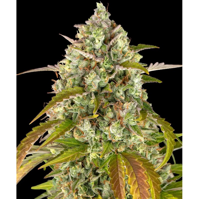 Pineapple Express Auto