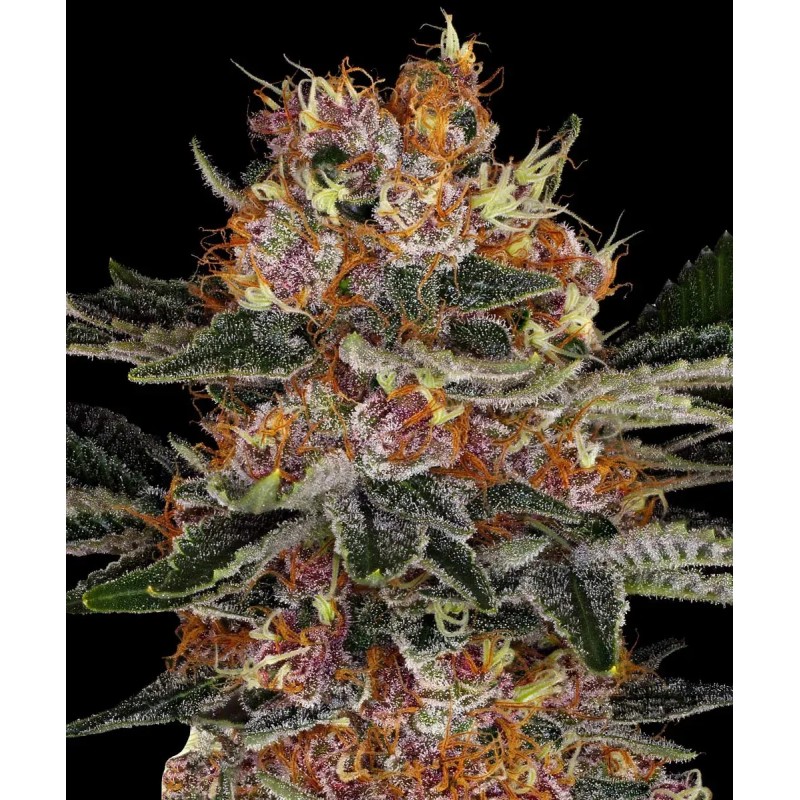 Purple Punch Auto
