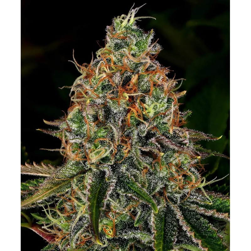 Tangerine Dream Auto