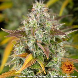 Watermelon Zkittles Auto