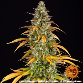 Watermelon Zkittles Auto