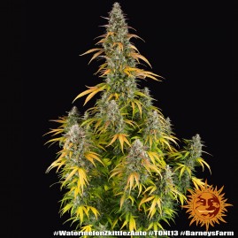 Watermelon Zkittles Auto