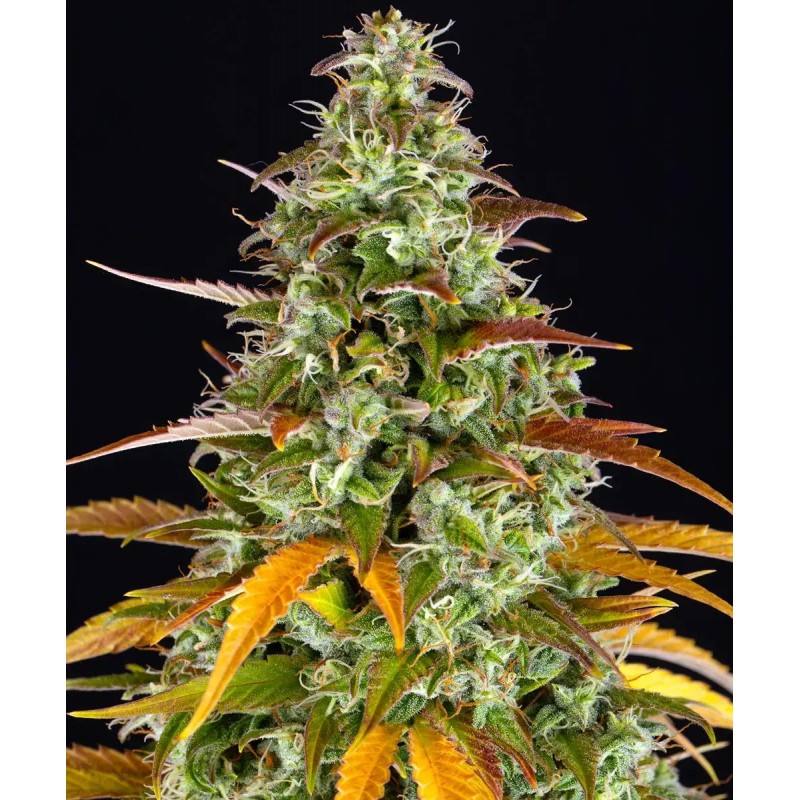 Watermelon Zkittles Auto