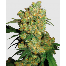 BIG BUD Feminisierte Hanfsamen | Sensi Seeds