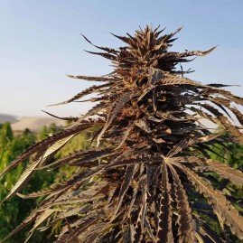 KANDAHAR | Afghan Kush Seeds from Kandahar | Regulär