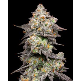 Cookies "ACAI GRAPES" feminisiert | Premium USA Seeds