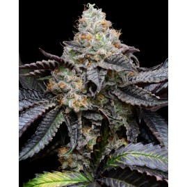 Cookies "BLUEBERRY BUBBLE GUM" feminisiert | Premium USA Seeds