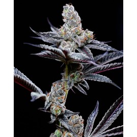 Cookies "MIND FUCK" feminisiert | Premium USA Seeds