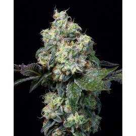 Cookies "ELEPHANT TRUNK" feminisiert | Premium USA Seeds