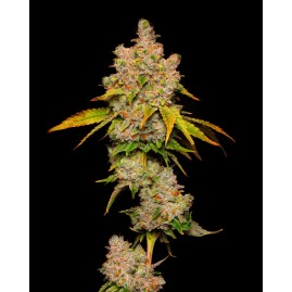 Cookies "LEMON CHERRY SHERB" feminisiert | Premium USA Seeds