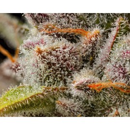 Cookies "LEMON CHERRY SHERB" feminisiert | Premium USA Seeds