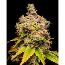 Cookies "LEMON CHERRY SHERB" feminisiert | Premium USA Seeds