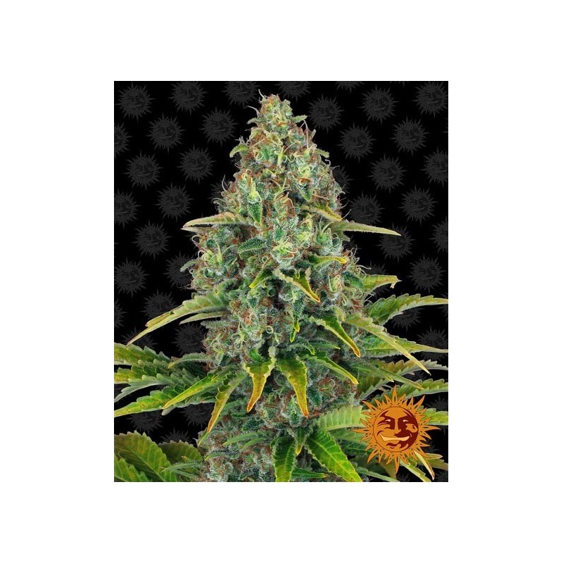 Blue Cheese Auto