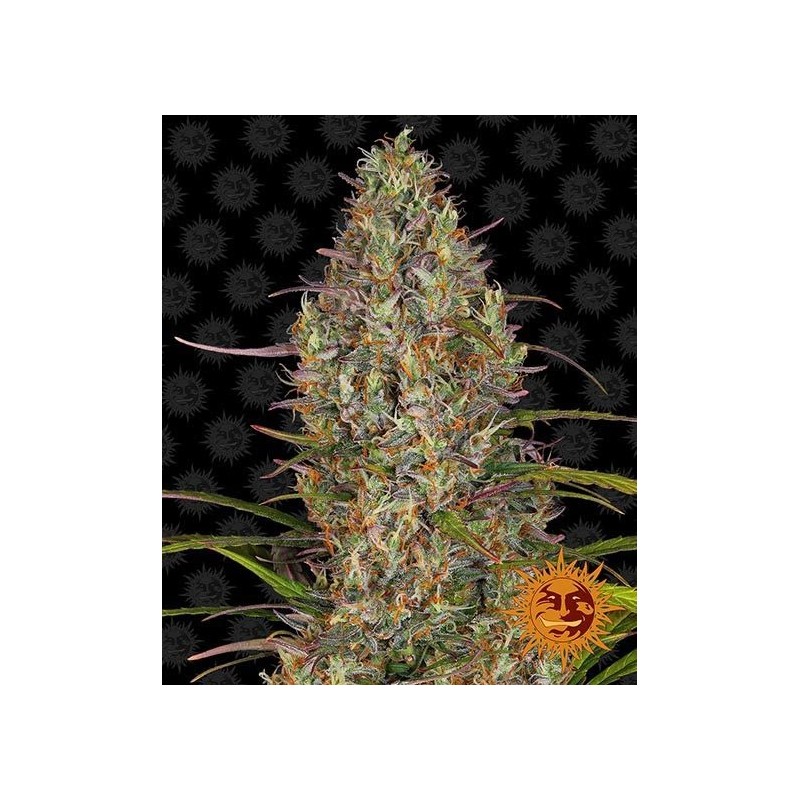 Glue Gelato Auto
