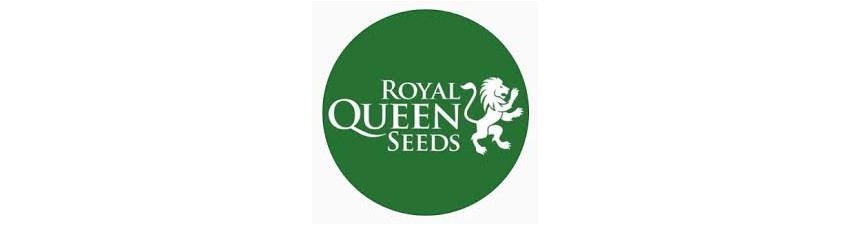 Royal Queen Seeds